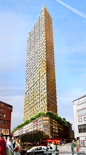 Top of the tree. Wooden skyscrapers.